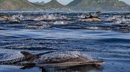 Winelands + Marine Wildlife Cruise